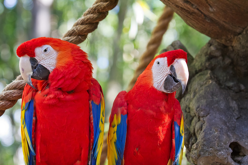 Hellroter Ara kaufen Schweiz — Scarlet Macaw handaufgezogen mit CITES